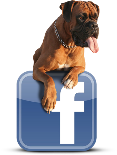Sie finden unseren Hundezwinker auch bei Facebook